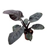 Philodendron 'Black Cardinal'