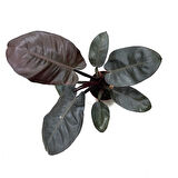 Philodendron 'Black Cardinal'
