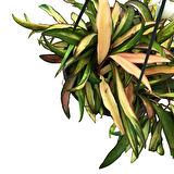 Hoya Wayetii 'Tricolor' (Mum Çiçeği)