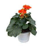 Begonia Elatior 'Orange' (Katmerli Begonya)