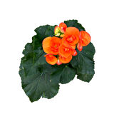 Begonia Elatior 'Orange' (Katmerli Begonya)