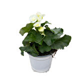 Begonia Elatior 'White' (Katmerli Begonya)