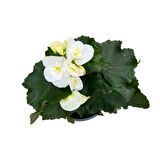 Begonia Elatior 'White' (Katmerli Begonya)