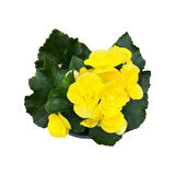 Begonia Elatior 'Yellow' (Katmerli Begonya)