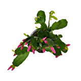 Rhipsalidopsis Gaertneri 'Purple' (Paskalya Çiçeği)