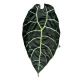 Alocasia Watsoniana (Fil Kulağı)