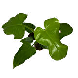 Philodendron Bipennifolium 'Gold Violin'