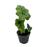 Alocasia Jacklyn (Fil Kulağı)