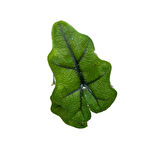 Alocasia Jacklyn (Fil Kulağı)