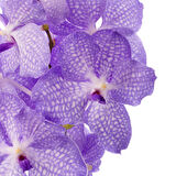 Vanda Kanchana 'Angelite' (Vanda Orkide)
