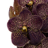 Vanda Sunanda 'Chocolate Brown' (Vanda Orkide)