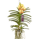 Vanda Sunanda 'Yellow Henna' (Vanda Orkide)