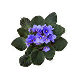 Saintpaulia Ionantha 'Blue' (Menekşe Çiçeği)