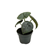Alocasia Melo (Fil Kulağı)