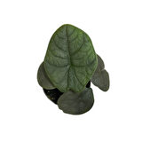 Alocasia Melo (Fil Kulağı)