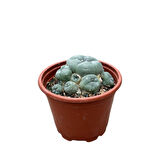 Lophophora Williamsi (Kaktüs)