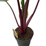 Alocasia 'Imperial Red' (Fil Kulağı)