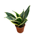 Sansevieria 'Yellow Stripe' (Paşa Kılıcı)