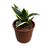 Sansevieria (4'lü Set)