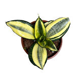 Sansevieria ‘Golden Hahnii’ (Paşa Kılıcı)