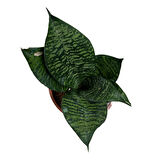 Sansevieria Zeylanica (Paşa Kılıcı)