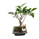 Bonsai - Ficus