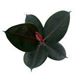 Ficus Elastica 'Abidjan' (Kauçuk Çiçeği)