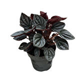 Peperomia Caperata 'Caracas' (Zümrüt Dalgası Çiçeği)
