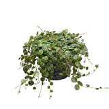 Peperomia Prostrata (Kaplumbağa Kabuğu Çiçeği)
