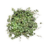 Peperomia Prostrata (Kaplumbağa Kabuğu Çiçeği)