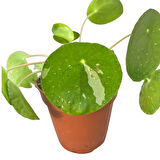 Pilea Peperomioides 'White Splash' (Para Çiçeği)
