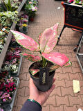 Aglaonema 'Jazzy Red' (Çin Herdemyeşili)