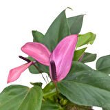 Anthurium Andreanum 'Zizou' (Flamingo Çiçeği)