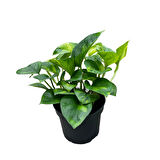 Epipremnum 'Global Green' (Salon Sarmaşığı)