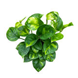 Epipremnum 'Global Green' (Salon Sarmaşığı)