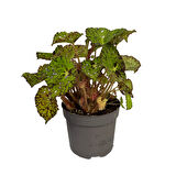 Begonia Froggy (Begonya)