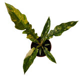 Philodendron 'Ring of Fire'