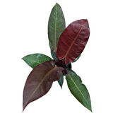 Philodendron 'Red Sun'