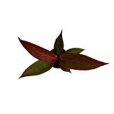 Philodendron 'Red Sun'