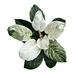 Philodendron 'Birkin'