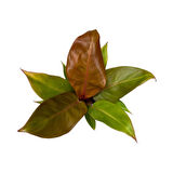 Philodendron 'Prince of Orange'