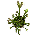 Sarracenia ‘Umlanftiana’ (Sinek Kapan Etobur Bitki)