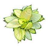 Dieffenbachia 'Summer Style' (Difenbahya Çiçeği)