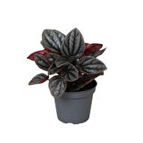 Peperomia Caperata 'Caracas' (Zümrüt Dalgası Çiçeği)