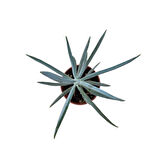 Senecio Serpens 'Blue Chalksticks' (Sukulent)