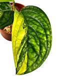 Monstera 'Peru Variegata' (Deve Tabanı)