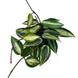 Hoya Latifolia 'Pot of Gold' (Mum Çiçeği)