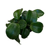 Hoya Quinquenervia (Mum Çiçeği)