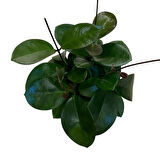 Hoya Australis (Mum Çiçeği)