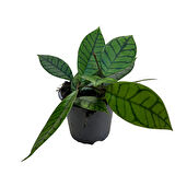 Hoya Callistophylla (Mum Çiçeği)